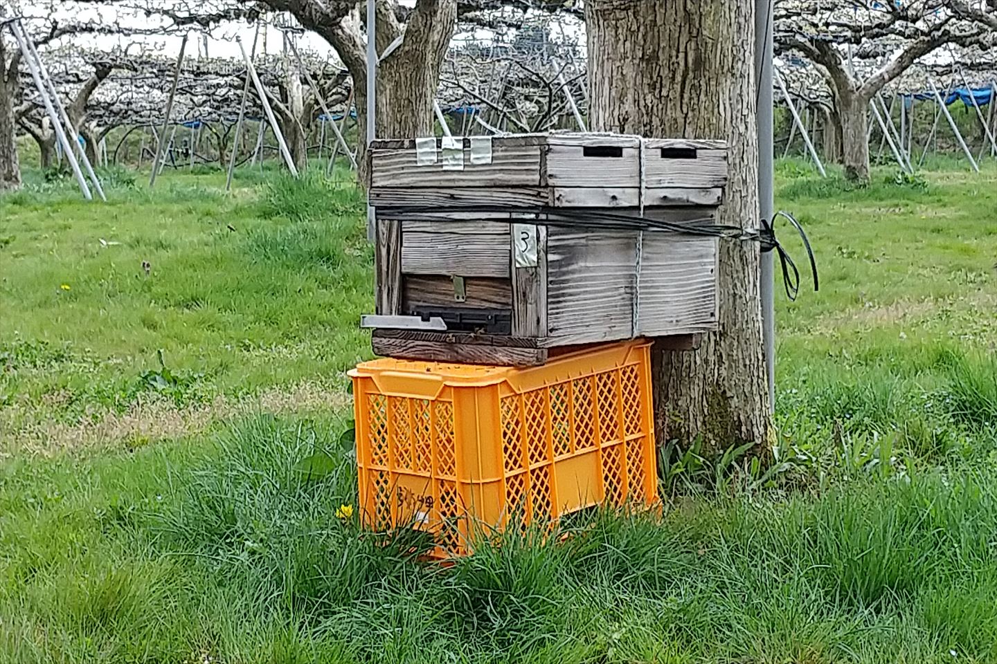 ミツバチさんが引っ越してきました。