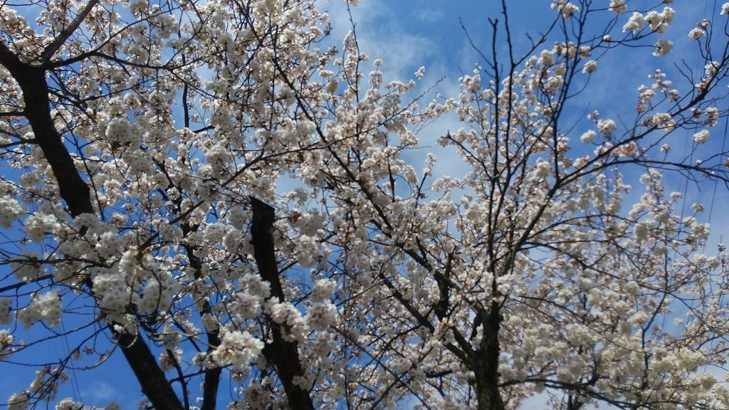 桜咲く　春到来！